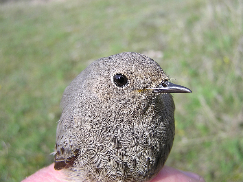 Black Redstart, Sundre 20100515